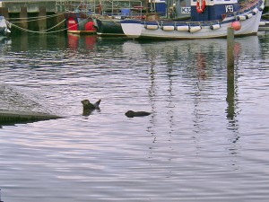 closer-small-seals Closer - two very small seals