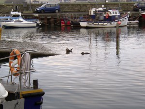 small-seals Small seals