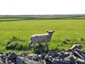 lamb lamb