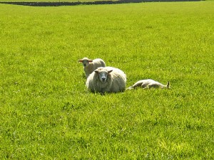 lambs lambs